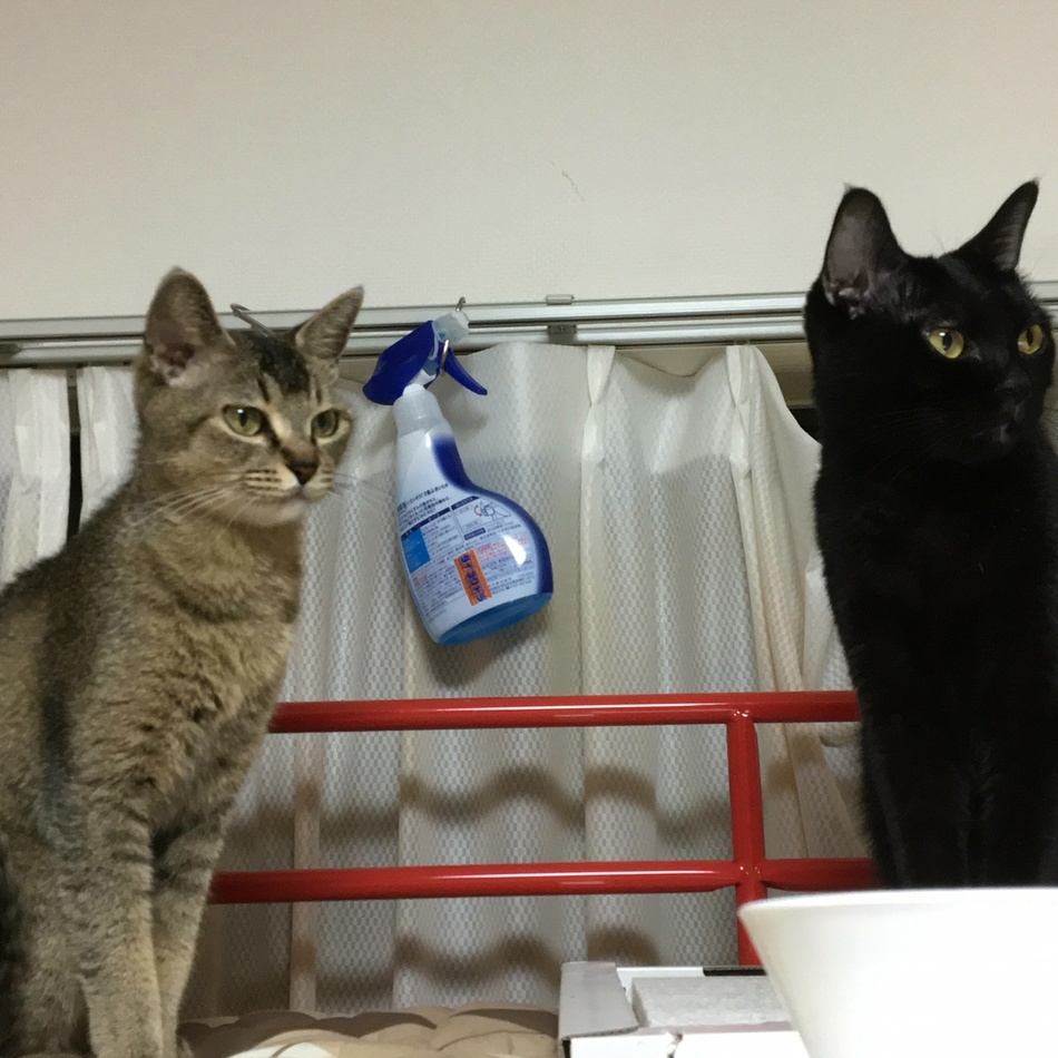 ココのカバー写真