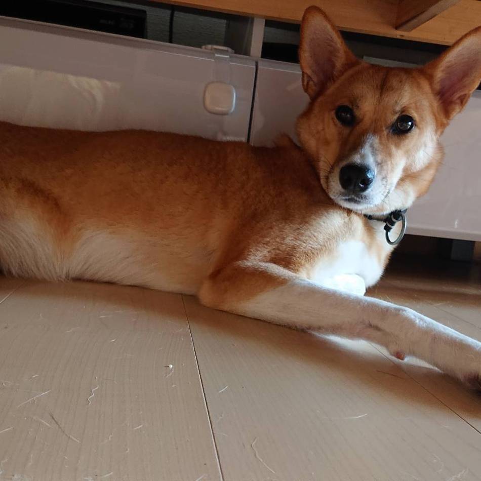 ちゃちゃのカバー写真