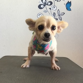 可愛い❤️チワワちゃんの里親様募集！