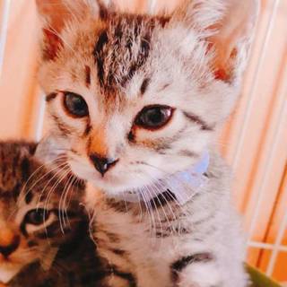 6月5日生まれの おたべクン