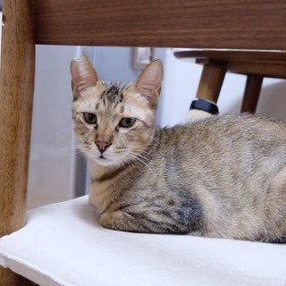 エイズだけどやんちゃで元気な男の子