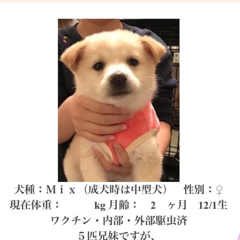 あんのカバー写真
