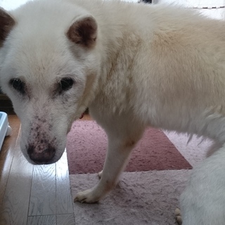 【至急！】看取り覚悟の里親さま募集！