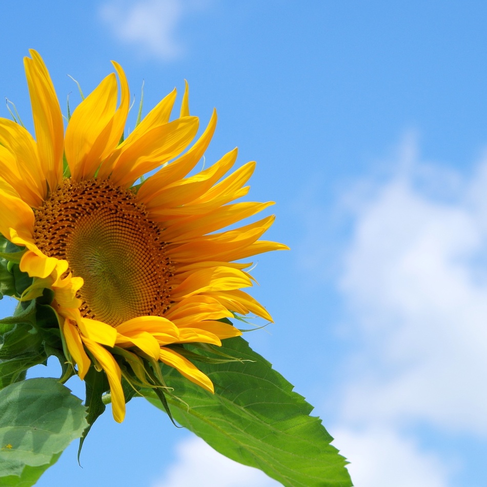 ハルのカバー写真