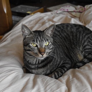 里成猫ですが元気なやんちゃボーヤです。去勢手術済