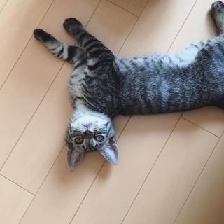 キジトラ長尻尾♂兄弟の中でも一番の甘えん坊さん　