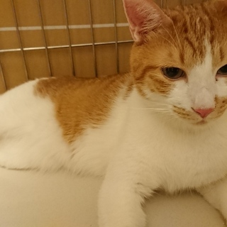 (募集一旦停止)今度こそ幸せになりたい☆成猫くん