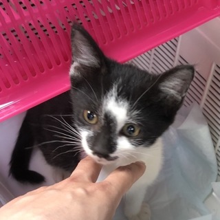 里親様が決まりました♡有難うございました！