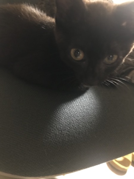 魔女の宅急便ジジちゃん 徳島県 猫の里親募集 2051 ペットのおうち 月間利用者150万人