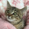 かわいくって健康なキジトラ＆サビ姉妹(=^x^=)