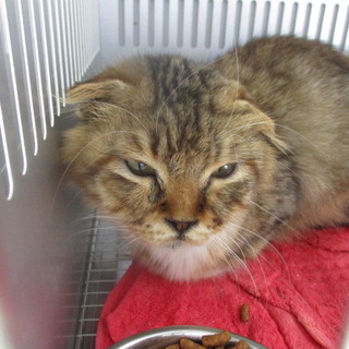 スコティッシュフォールドの可能性があるようです。