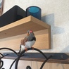 アラーくん。あらどりなので笑