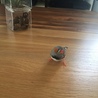 テノーくん。手のりほどではないですが、肩に乗ります笑