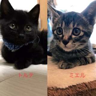 仲良しイケメン黒猫とキジトラ兄弟！