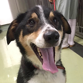 尻尾フリフリ♪ 人懐っこいペレ君（仮名）♡