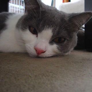 マイペースなブリティッシュショートヘアー♂