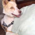 【レスキュー！】イケメン犬