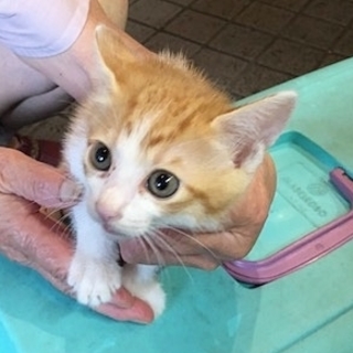 おっとりタイプの茶白くん