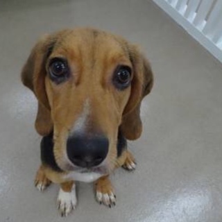 優しい飼主さん募集中