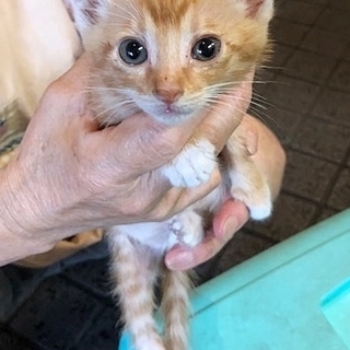 元気いっぱいの茶トラくん