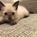 生後1ヶ月 シャム猫ミックスの男の子