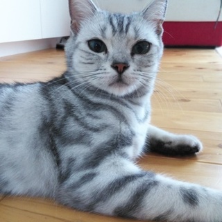 １歳4ヶ月のアメショーです！