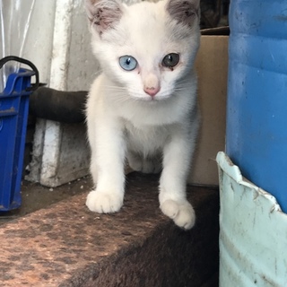 可愛い白猫の子猫ちゃん