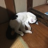 ジンツリ