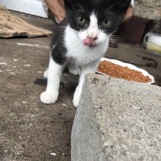 可愛い白猫ハチワレ子猫ちゃん