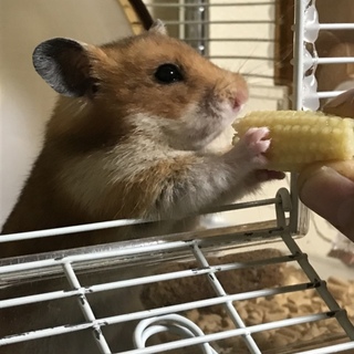 ハムちゃん達の里親募集