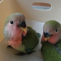 コザクラインコ雛 2羽 里親決まりました