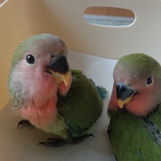 コザクラインコ雛 2羽 里親決まりました
