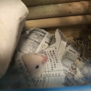 ゴールデンハムスターの赤ちゃん４匹