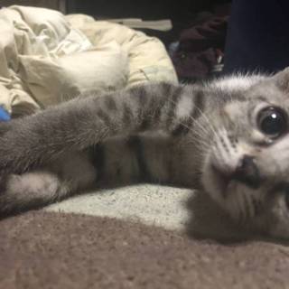 元気な男の子です