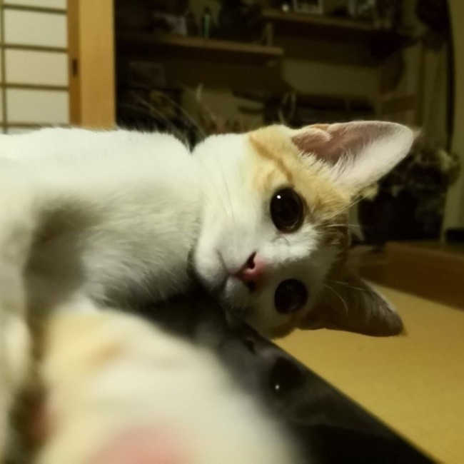 Pizzakiokaのカバー写真