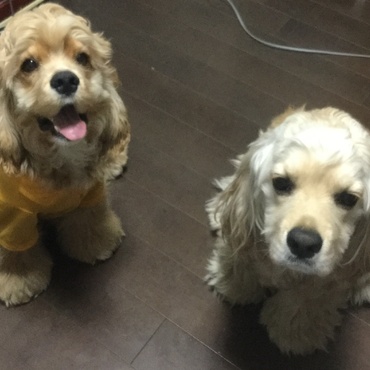 この子達と これからもずーっと一緒に居る約束として動物介護士の資格を取得しました！
