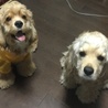 この子達と これからもずーっと一緒に居る約束として動物介護士の資格を取得しました！