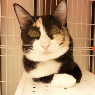 調布市から里親募集中！黒三毛子猫ロザーナちゃん