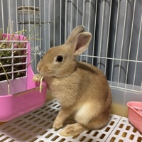 ピーター