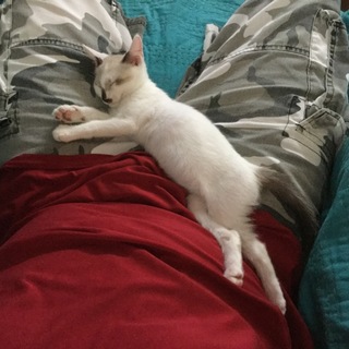 人馴れ100% 甘えん坊やんちゃな赤ちゃん❤️