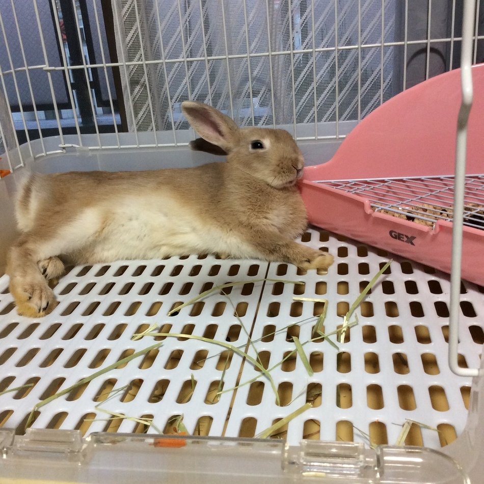 ピーターのカバー写真