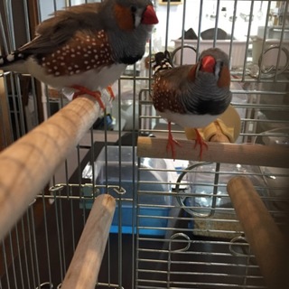 ※交渉中の為募集停止。キンカチョウ、オス2匹セット