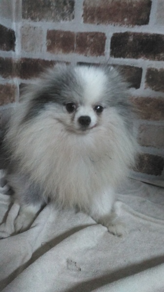 ポメちゃん」兵庫県 - 犬の里親募集(220146) 1枚目の画像 :: ペットの