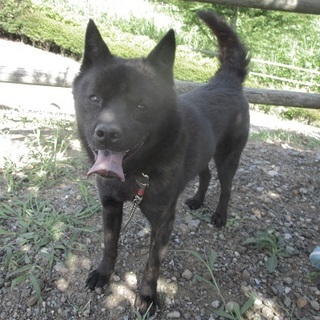 ヤンチャな甲斐犬MIXの林太郎君