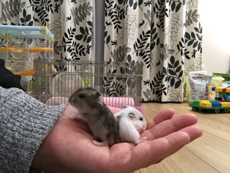 ジャンガリアン赤ちゃん誕生 サムネイル1