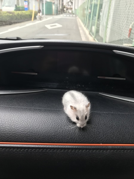 ジャンガリアン赤ちゃん誕生 サムネイル2