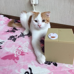 はまってます
