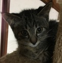もこもこにゃんこ