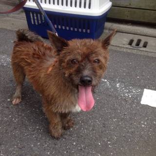 ケアンテリア系MIX 甘えん坊  即日お見合い可