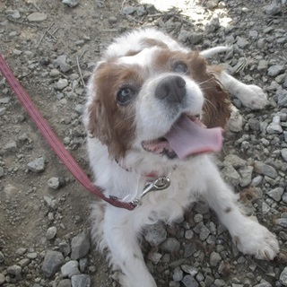 キャバリアのテツ君